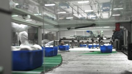 Mushroom production. Production line packs containers with mushrooms. Blue containers move along the conveyor. Organic food production. Food packaging for long-term storage