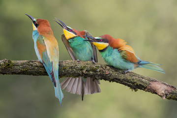 Struggle between European bee eaters (Merops apiaster)