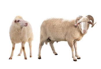 two sheep isolated on white