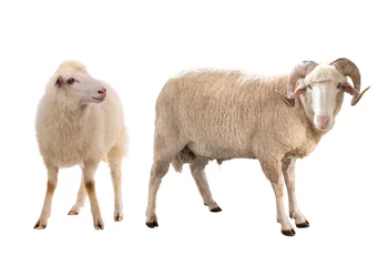 Türaufkleber zwei Schafe isoliert auf weiß © fotomaster