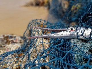 Fish that are affected by plastic waste and nets that become garbage