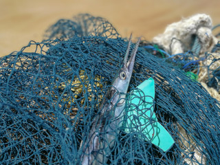 Fish that are affected by plastic waste and nets that become garbage