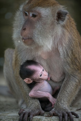 Crab eating macaque, Macaca fascicularis Mother and a baby