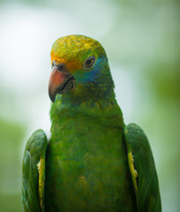 Blue cheeked amazon Parrot Amazona dufresniana