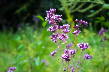 Beautiful oregano flowers on a meadow
