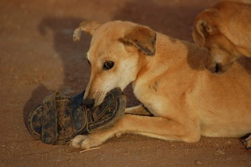 Domestic dog abandoned leaving on the streets 