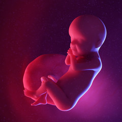 3d rendered medically accurate illustration of a human fetus - week 30