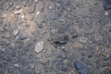 A large gray beetle with antennae, merging with multi-colored stones paths