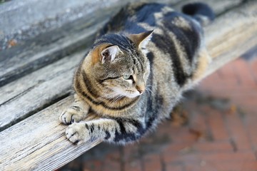 Gatto