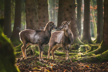 Widder