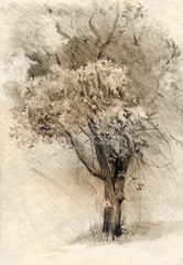Tree. Pencil drawing on paper
