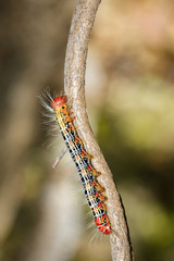 Image of a red-black caterpillar bug on green branch. Insect. Animal.
