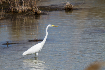 Great white Egret looking a prey.