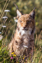 Lynx among spring flowers.