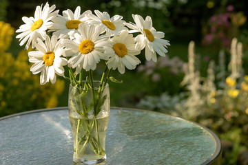 A bouquet of garden white daisies is in a vase on the summer table of the infield