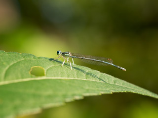 White-legged Damselfly, Platycnemis pennipes, on a leaf. Italy.
