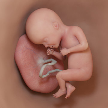 3d rendered medically accurate illustration of a human fetus - week 27