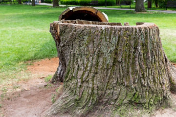The stump of a tree that has been cut down with the main trunk lying beside it covered in lichen...