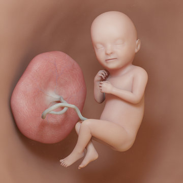 3d rendered medically accurate illustration of a human fetus - week 33