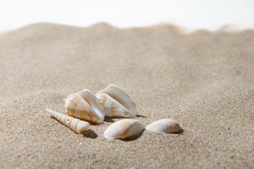 砂浜と貝殻