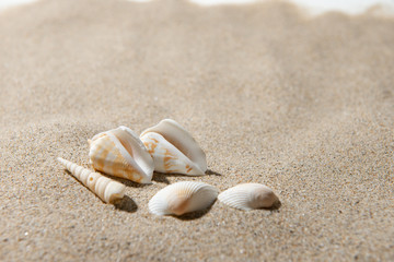 Fototapeta na wymiar 砂浜と貝殻
