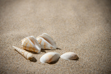 砂浜と貝殻