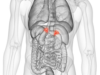 3d rendered medically accurate illustration of the adrenal gland