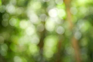 Sunny abstract green nature background, Blur park with bokeh light , nature, garden, spring and summer season