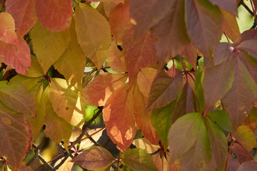 Autumn ivy leaves in backlight on a metal grid background. Background