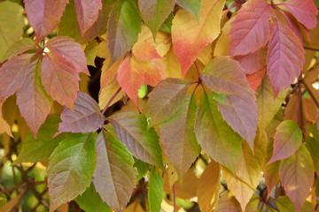 Autumn ivy leaves in backlight on a metal grid background. Background
