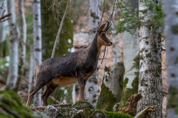 Chamois, prince of the forest.