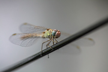 Allphotokz Dragonfly 20100717 2726 5DM3 