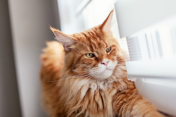 Red Maine Coon Kitten Looking Out of Window