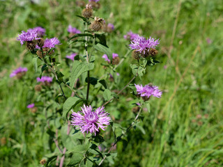 iolet and pink flowers blooming in the scenic mountains of Austrian tyrol alps, Colorful wild flowers growing in the idyllic Austrian Alps in the beautiful springtime.