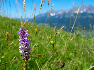 iolet and pink flowers blooming in the scenic mountains of Austrian tyrol alps, Colorful wild flowers growing in the idyllic Austrian Alps in the beautiful springtime.