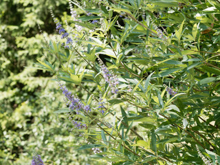 Vitex agnus-castus | Le gattilier ou l'arbre au poivre aux fleurs en épis bleues violacées