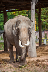 Fototapeta premium Thai elephant closeup.
