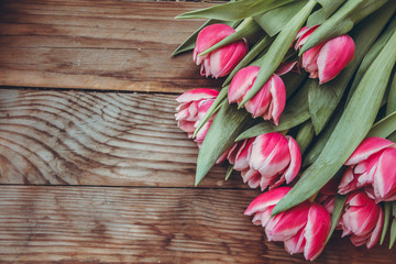 Tulips lie on a wooden table. Close-up. Pink tulips. Raspberry flowers.
