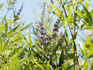 Fines panicules en épi de fleurs bleues violacées et petits fruits non maturés du gattilier |...