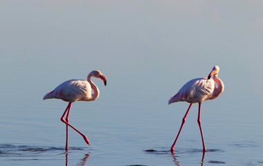 Obraz premium Two birds of pink african flamingo walking on a blue salt lake on a sunny morning