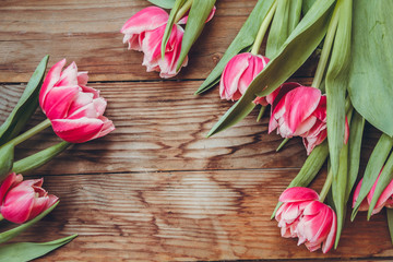 Tulips lie on a wooden table. Close-up. Pink tulips. Raspberry flowers.