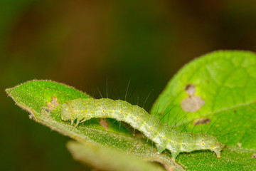 Image of green caterpillar on green leaf. Worm. Insect. Animal.