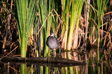 Frontal view of North American common gallinule chick standing on a log emerging from a lake during...