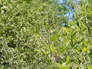 Vitex agnus-castus | Le gattilier ou l'arbre au poivre aux fleurs en épis bleues violacées