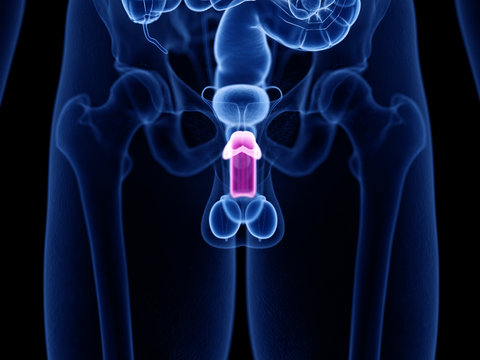 3d rendered medically accurate illustration of the corpus cavernosum