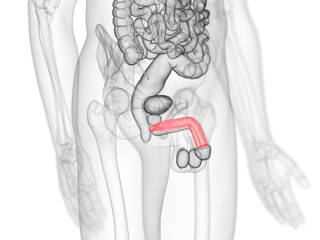3d rendered medically accurate illustration of the corpus cavernosum