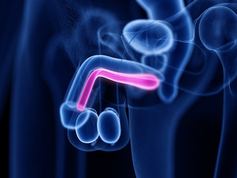 3d rendered medically accurate illustration of the corpus spongiosum