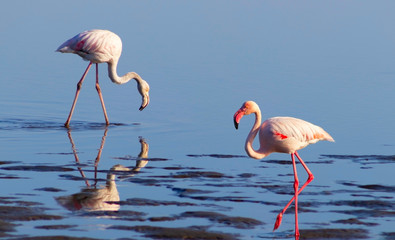 Two birds of pink african flamingo walking on a blue salt lake on a sunny morning