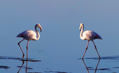 Two birds of pink african flamingo walking on a blue salt lake on a sunny morning