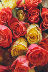 Fototapeta na wymiar Background of orange and yellow roses. Floral background. Orange, yellow, red roses close-up.